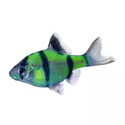 Product GloFish® Electric Green® Barb Fish