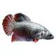Product Female Halfmoon Betta Fish