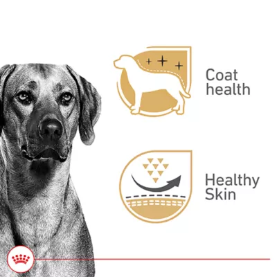 Product Royal Canin Canine Health Nutrition Adult Dog Wet Food - 13.5 oz