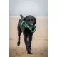 Product Michigan State University Spartan NCAA Field Dog Toy
