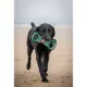 Product Texas A&M University Aggies NCAA Field Dog Toy