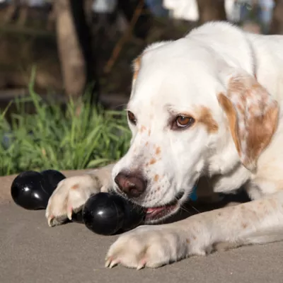 Product KONG® Goodie Bone™ Treat Dispensing Dog Toy