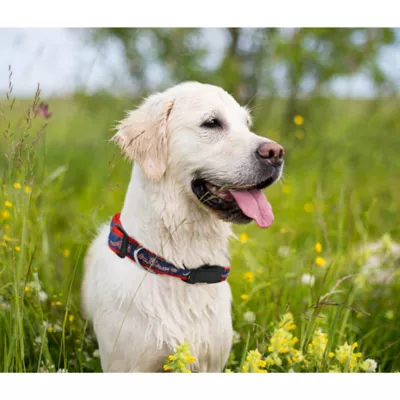 Product Atlanta Braves MLB Dog Collar