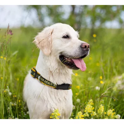 Product Oakland Athletics MLB Dog Collar