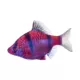 Product GloFish® Starfire Red Tiger Barb Fish