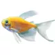 Product GloFish® Sunburst Orange Longfin Tetra