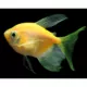 Product GloFish® Sunburst Orange Longfin Tetra