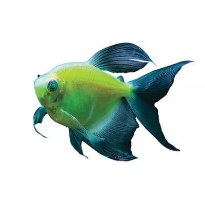 Product GloFish® Electric Green® Longfin Tetra