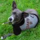 Product San Francisco Giants MLB Hoodie Tee