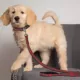 Product Boston Red Sox MLB Dog Leash