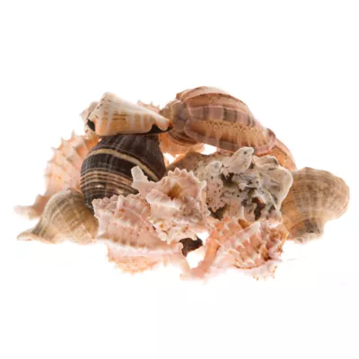 Product Zoo Med Mixed Fancy Hermit Crab Shells