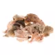 Product Zoo Med Mixed Fancy Hermit Crab Shells