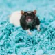 Product carefresh® Colorful Creations Small Pet Bedding - Blue