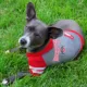Product Ohio State Buckeyes NCAA Hoodie T-Shirt