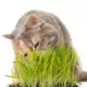Product Whisker City® Cat Grass Kit