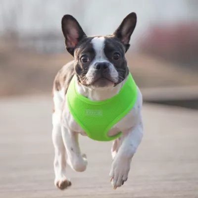 Product Puppia® Neon Soft Over-the-Head Dog Harness