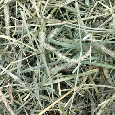 Product Oxbow Western Timothy & Orchard Grass Hay