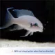 Product Aqueon® Cichlid Pellets