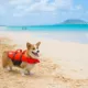 Product Outward Hound® Ripstop Dog Life Jacket