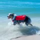 Product Outward Hound® Dawson Swim Dog Life Jacket