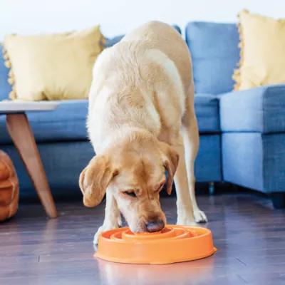 Product Outward Hound Fun Slow Feeder Bowls