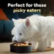Product Cesar® Simply Crafted All Life Stage Wet Dog Food & Meal Topper - Grain Free, Variety Pack, 8 Count