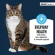 Product Authority® Everyday Health Adult Cat Wet Food - 5.5 Oz, Flaked in Gravy