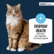 Product Authority® Everyday Health Adult Cat Wet Food - 5.5 Oz, Flaked in Gravy
