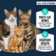 Product Authority® Everyday Health All Life Stages Dry Cat Food - Chicken, Rice & Turkey, With-Grain