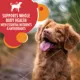 Product Iams Proactive Health Minichunks Adult Dry Dog Food with Real Lamb & Rice