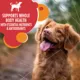 Product Iams Proactive Health Minichunks Adult Dry Dog Food with Real Lamb & Rice