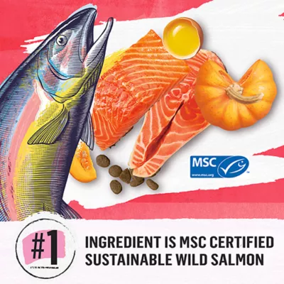 Product Beyond Superfood Blend Dry Dog Food - Wild Caught Salmon, Egg & Pumpkin Recipe