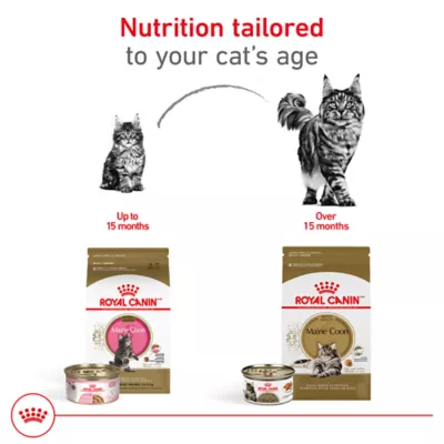 Product Royal Canin® Feline Breed Nutrition Maine Coon Breed Kitten Dry Cat Food