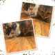Product Meowijuana® Kalico Kush - Valerian Root & Catnip Blend