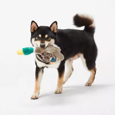 Product Joyhound® Crazy Comfy Realistic Duck Dog Toy - Plush, Squeaker