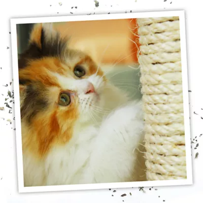 Product Meowijuana® Catnip Oil Spray
