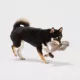 Product Joyhound® Crazy Comfy Realistic Rabbit Flattie Dog Toy - Crinkle, Squeaker