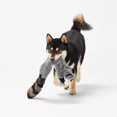 Product Joyhound® Crazy Comfy Realistic Raccoon Flattie Dog Toy - Crinkle, Squeaker