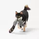 Product Joyhound® Crazy Comfy Realistic Raccoon Flattie Dog Toy - Crinkle, Squeaker