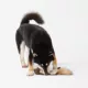 Product Joyhound® Crazy Comfy Realistic Squirrel Flattie Dog Toy - Crinkle, Squeaker