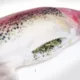 Product Meowijuana® Get Smoked Rainbow Trout Refillable Cat Toy