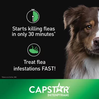 Product Capstar™ Large Dog Oral Flea Treatment - 6 Count