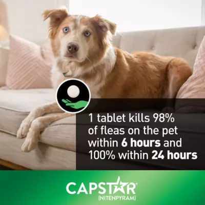 Product Capstar™ Large Dog Oral Flea Treatment - 6 Count