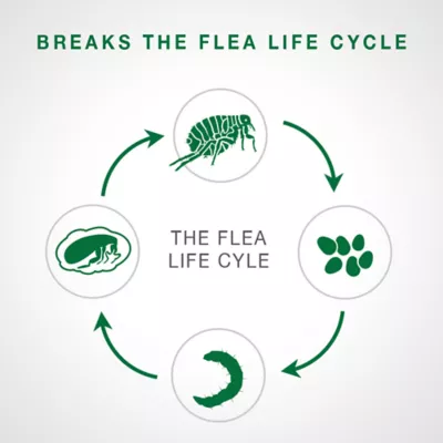 Product Advantage® II Over 9 lbs Cat Flea Prevention & Treatment