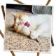 Product Meowijuana® King-Size Silvervine Chewing Sticks - 6 Pack