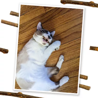 Product Meowijuana® King-Size Silvervine Chewing Sticks - 6 Pack
