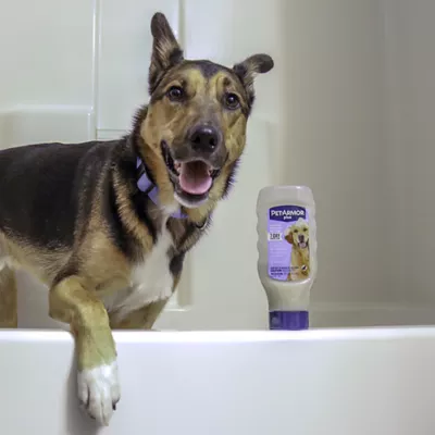 Product PetArmor® Plus Flea & Tick Oatmeal Shampoo for Dogs