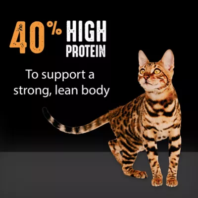 Product Crave High Protein Adult Dry Cat Food - Grain Free, Chicken