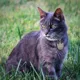 Product TagWorks® Cat Face Personalized Pet ID Tag Silver
