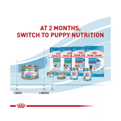 Product Royal Canin Size Health Nutrition Starter Mousse Mother & Babydog Wet Dog Food - 5.1 oz